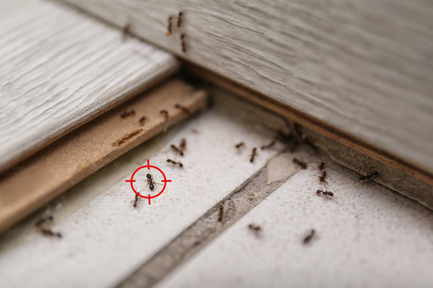 Best Flea Control Services  in West Laurel, MD